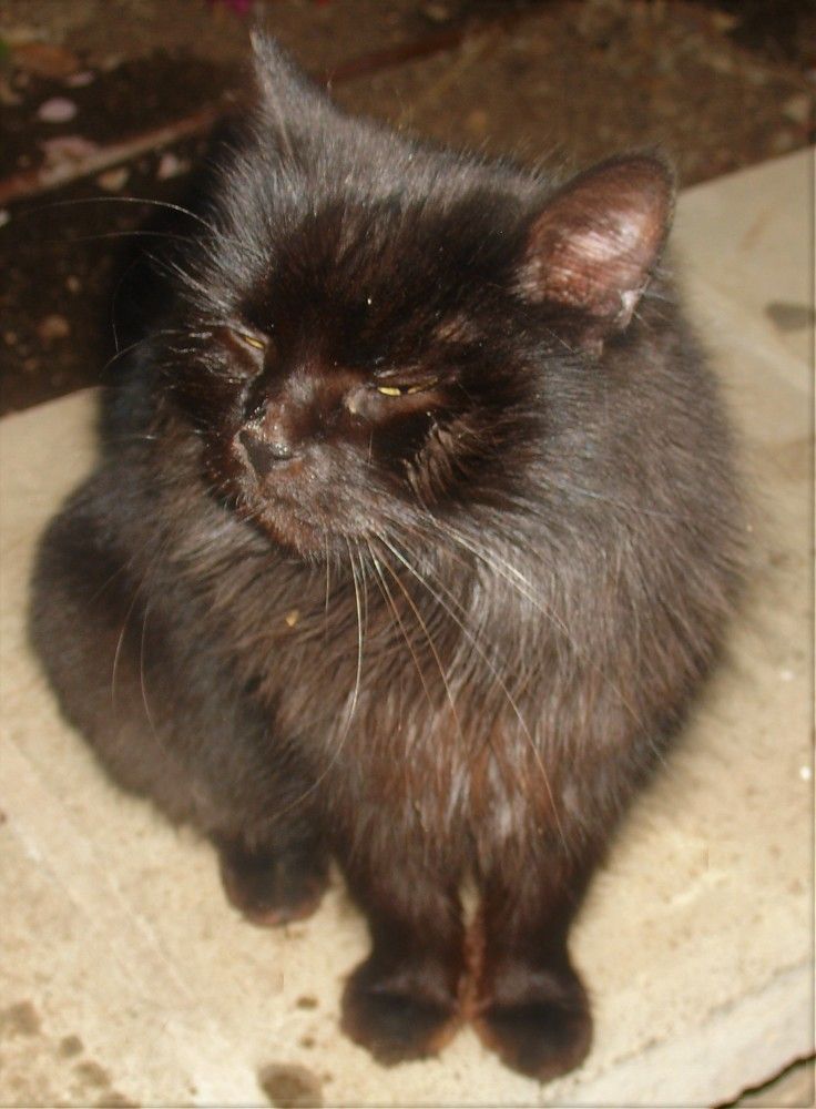 Фотография автора Ася Бабушкина