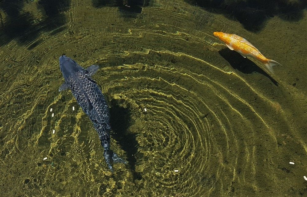Фотография автора Ася Бабушкина