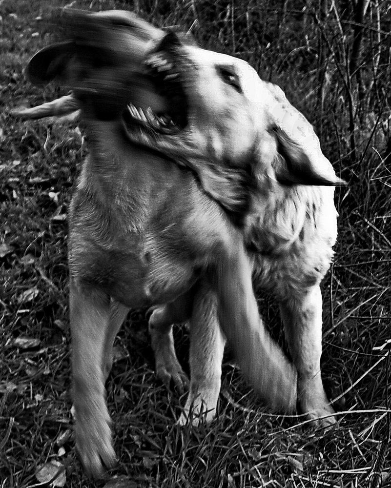 Photograph by Румен Сомов