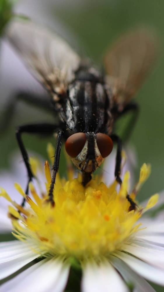 Жизнь насекомых