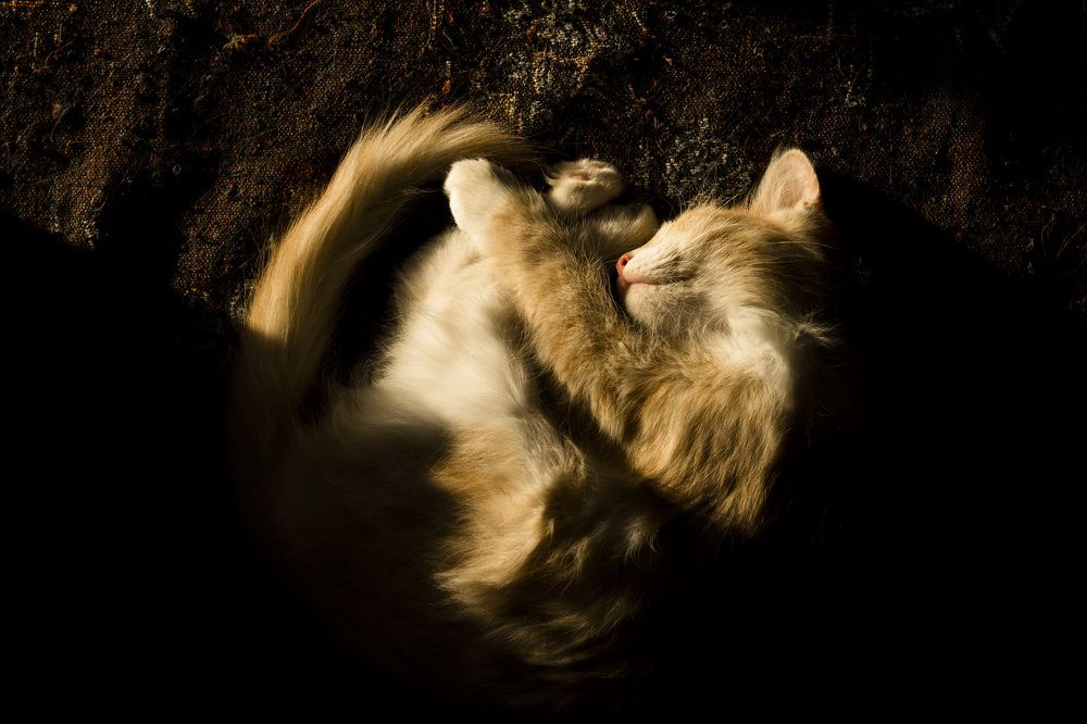 Фотография автора Андрей Рогов