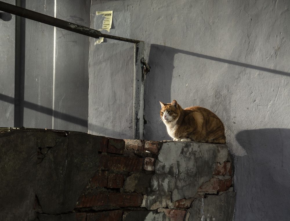 Фотография автора Андрей Рогов