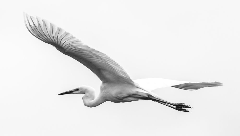 Фотография автора COMSA BOGDAN