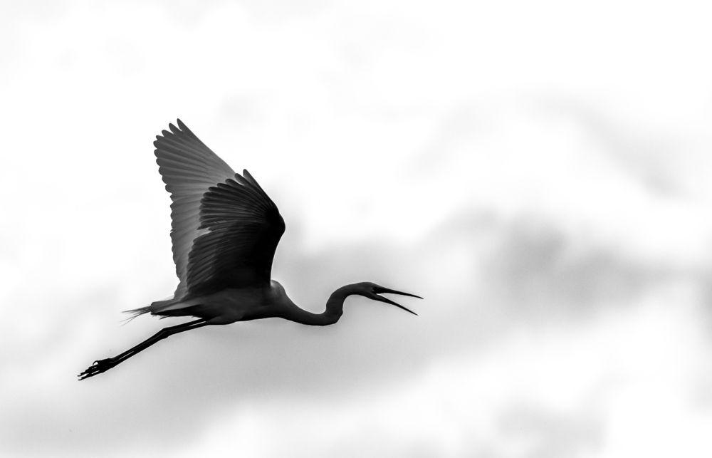 Фотография автора COMSA BOGDAN