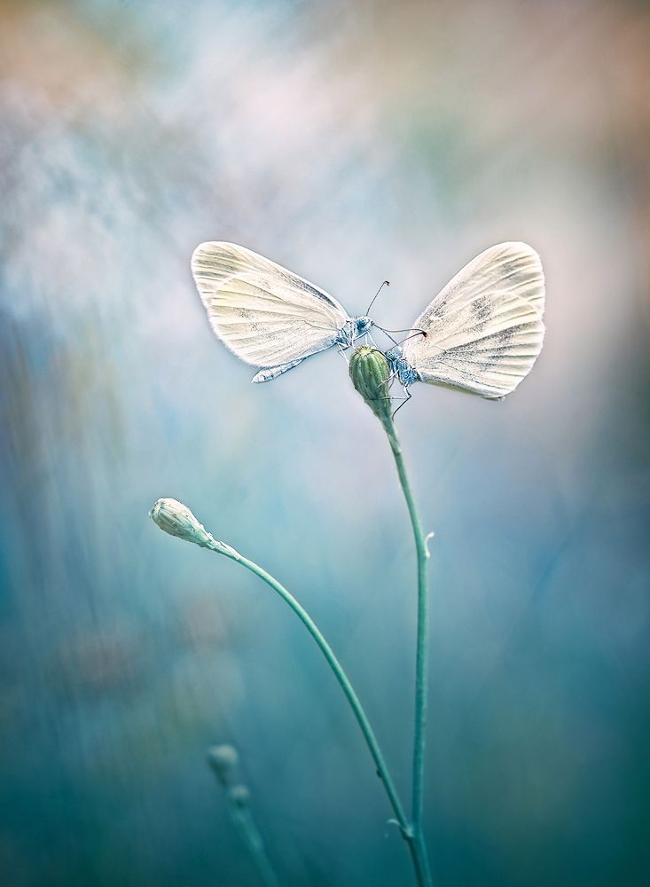 Photograph by Dana S.