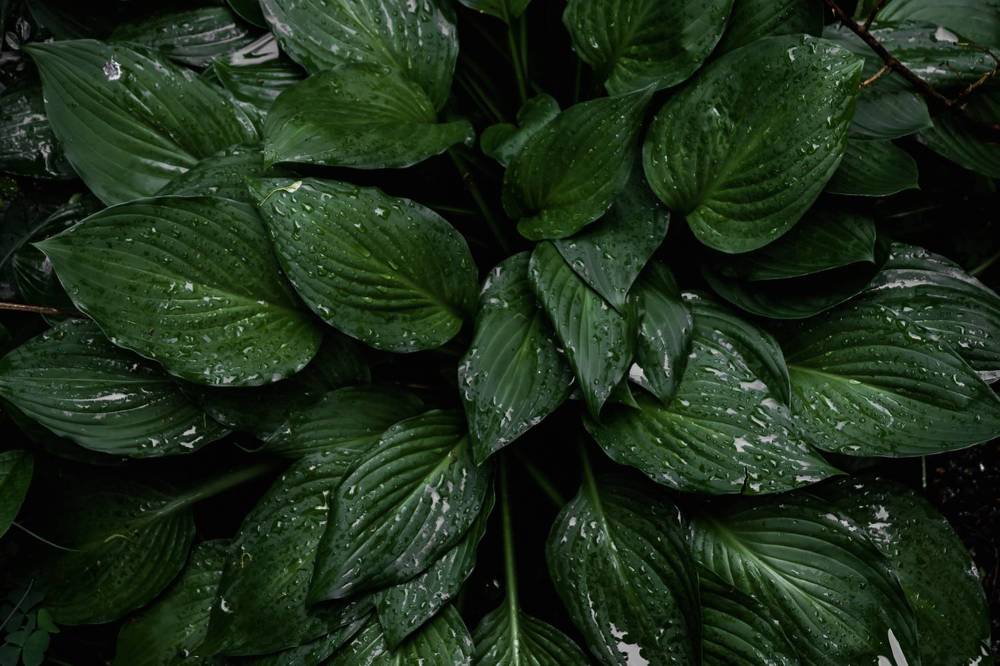 Photograph by Greg Noakes