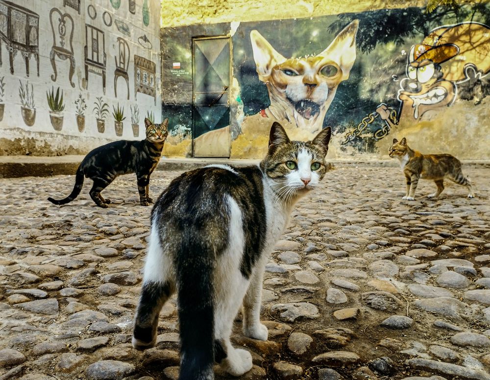 Фотография автора Ahmed Flex