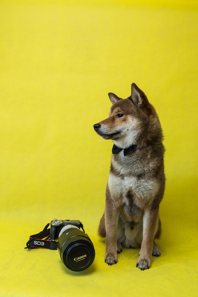 Ты сними, сними меня, фотограф