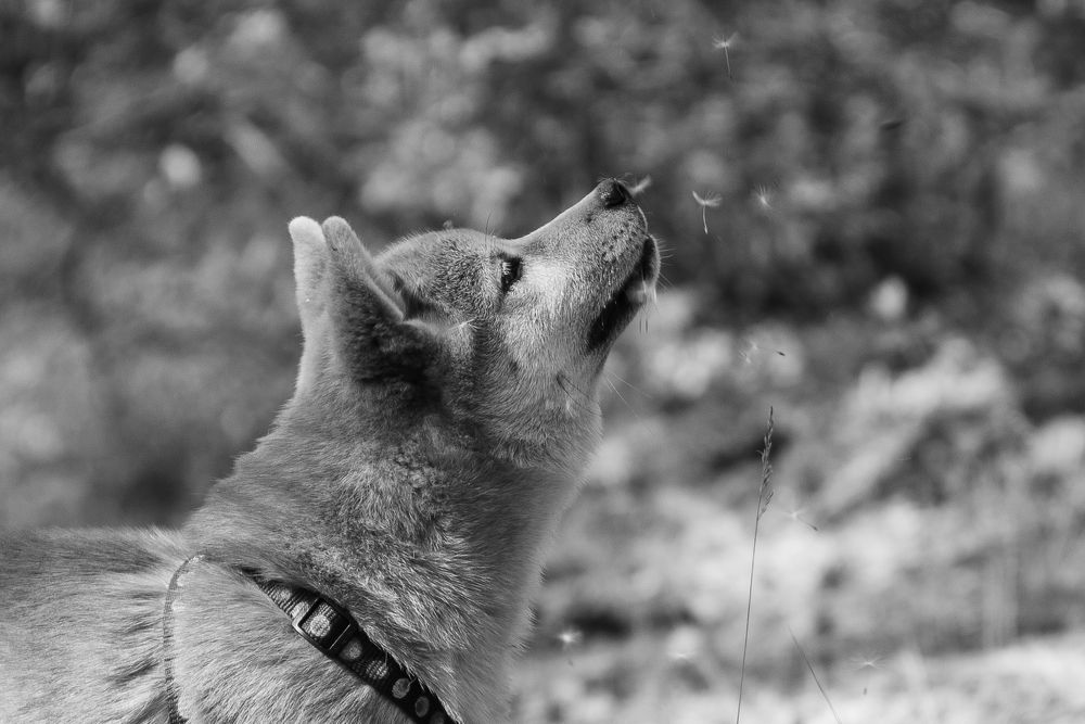 Одуванчикопад