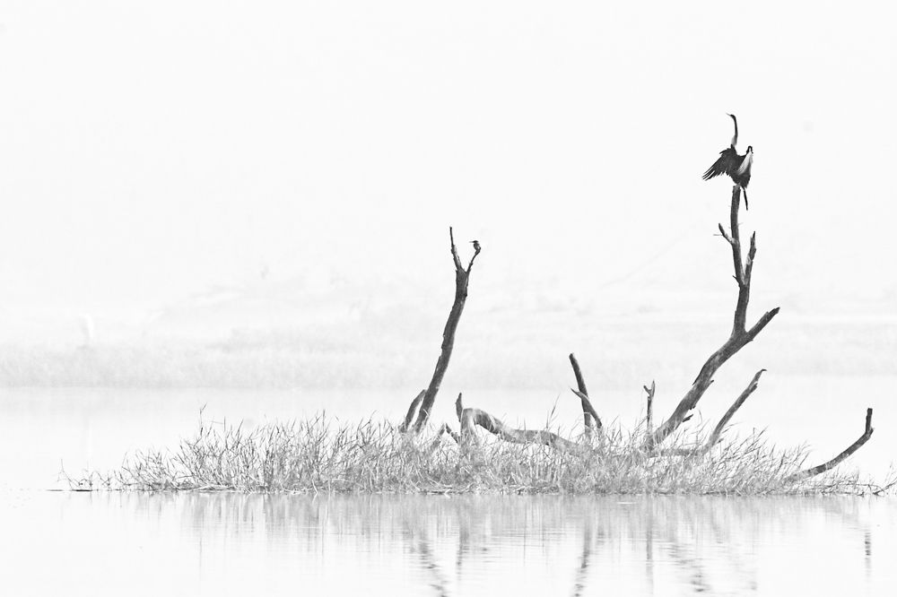 Monochrome Serenity: A Landscape with Kingfisher and Oriental Darter