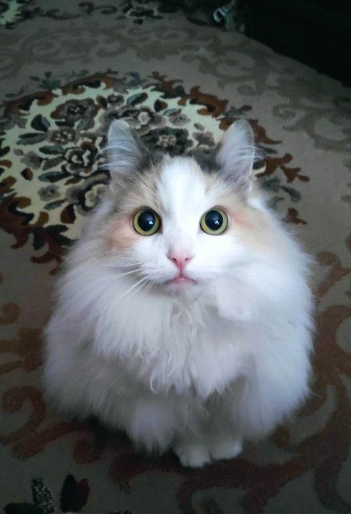 Photograph by Elena Goncharova