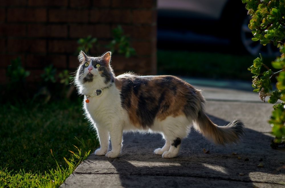 Фотография автора jason lu