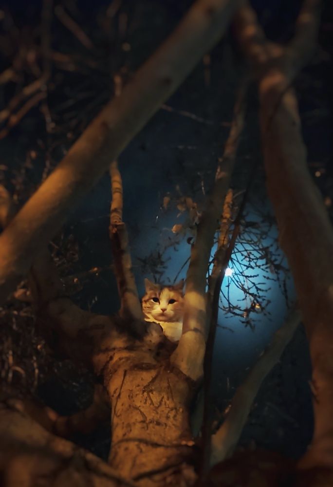 Фотография автора Mahdi Hosseini Kia