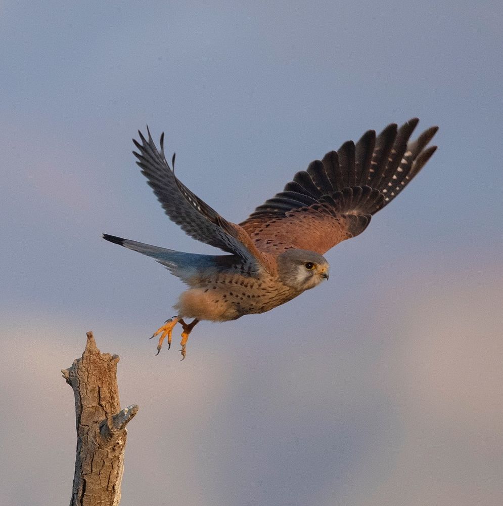 Фотография автора Hamidreza Saedi