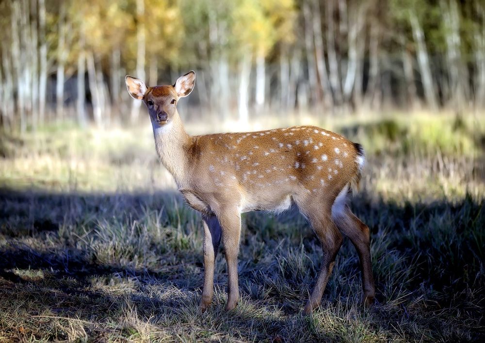 Photograph by Andrej