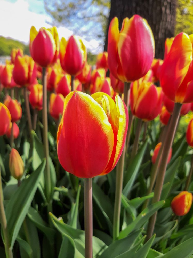 Фотография автора Светлана Дунаева