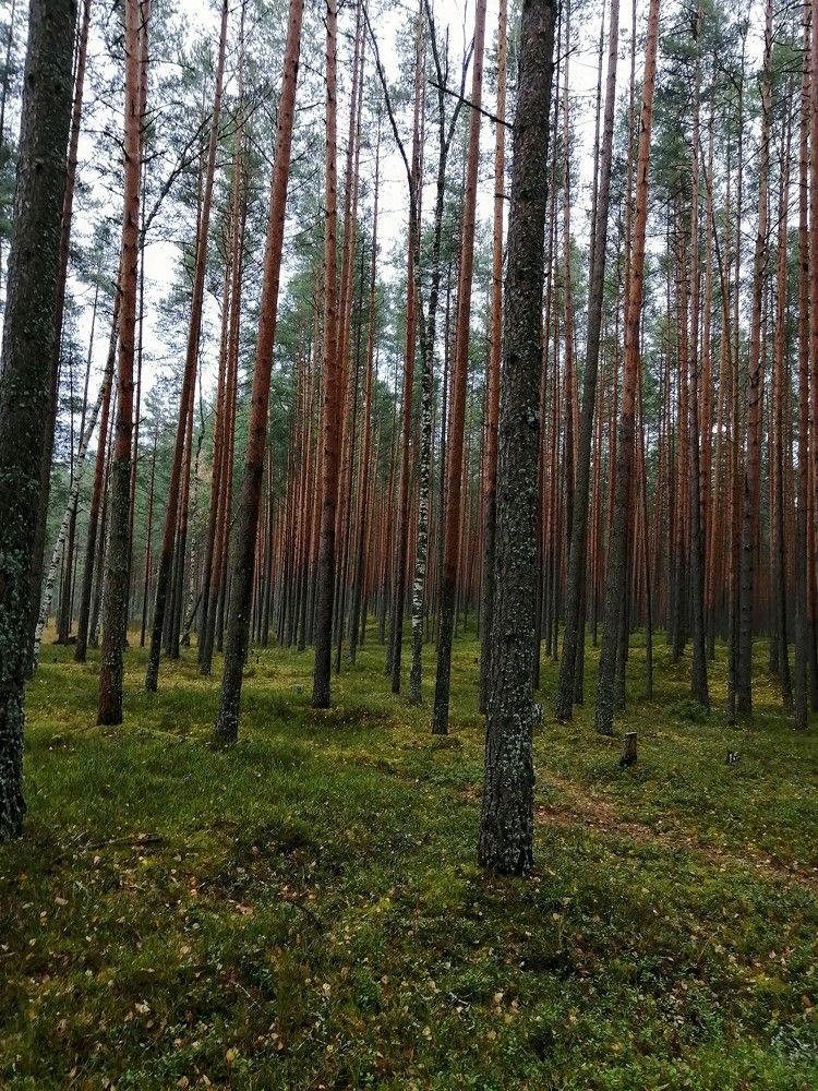 Photograph by Светлана Смердова