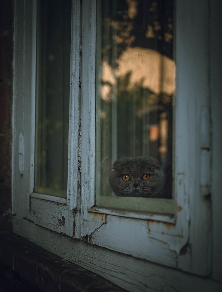 Фотография автора Константин Яковлев