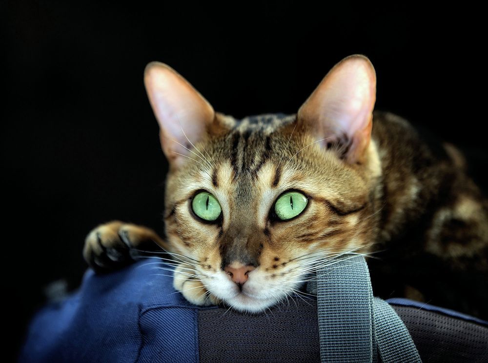 Photograph by Андрей Автухов