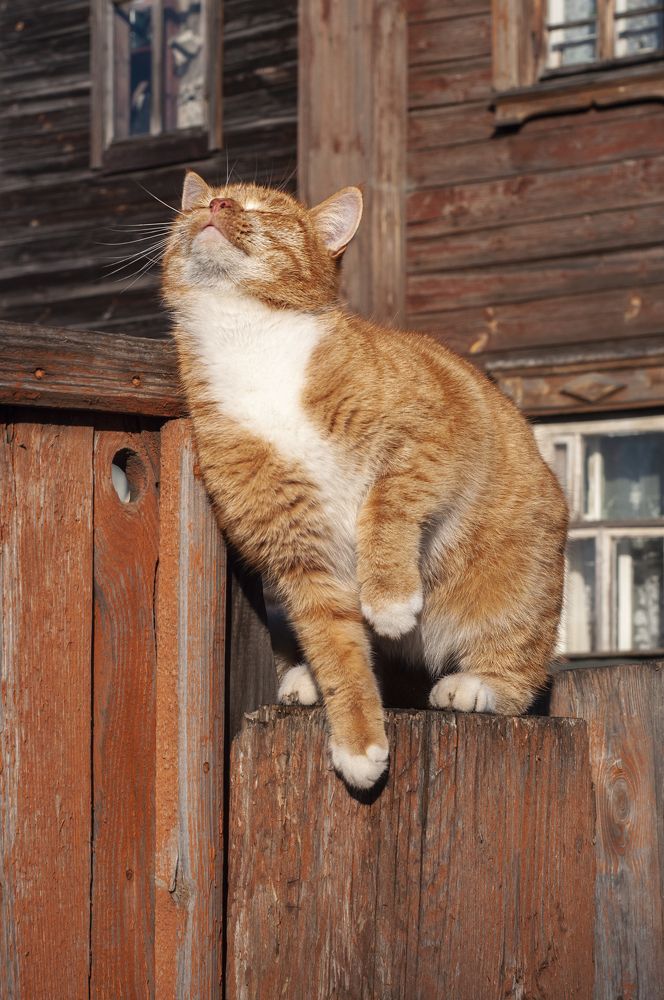 Photograph by Елена Пестрикова