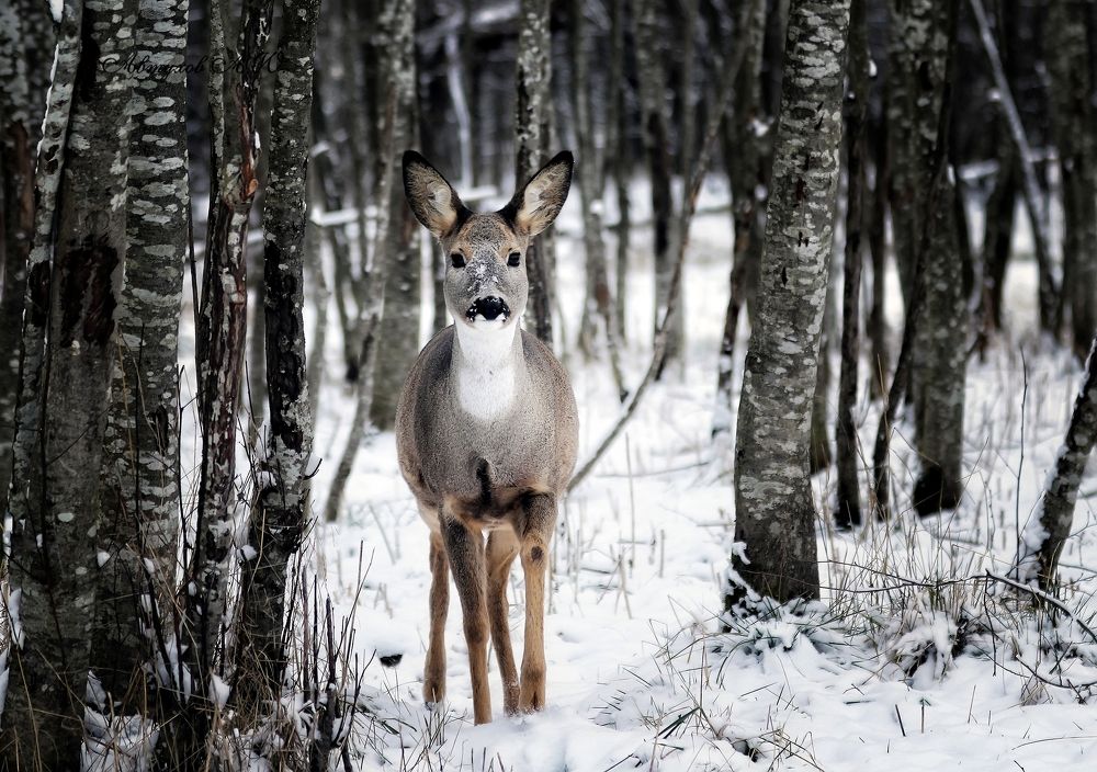 Photograph by Андрей Автухов