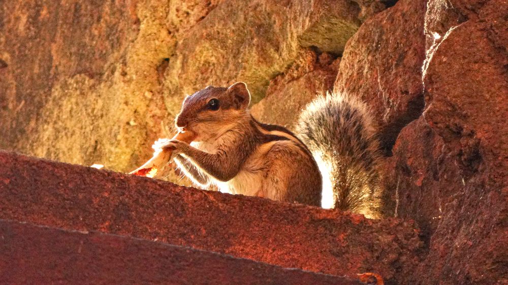 Photograph by Soumya Seal