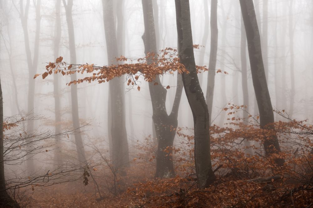 Photograph by Димитър Димитров