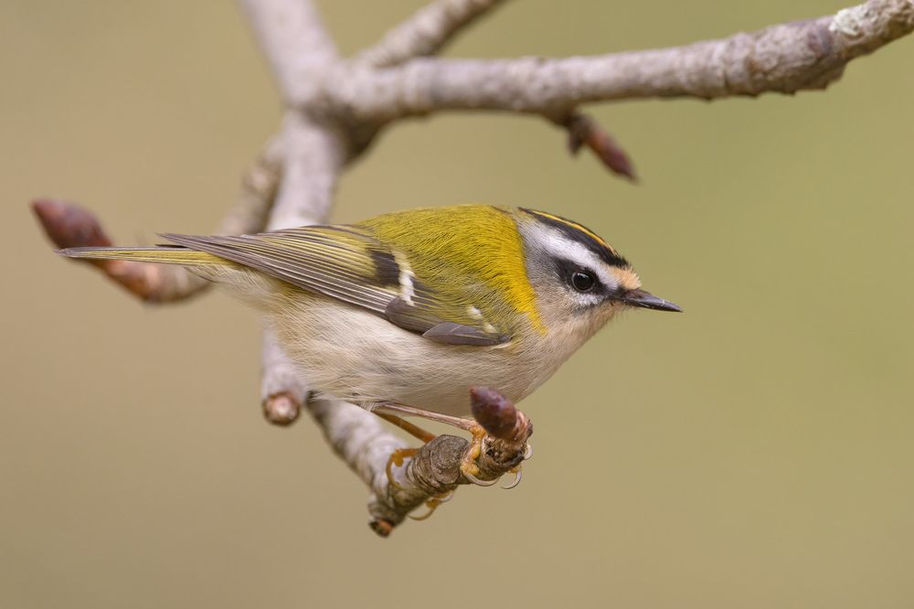 Красноголовый королёк