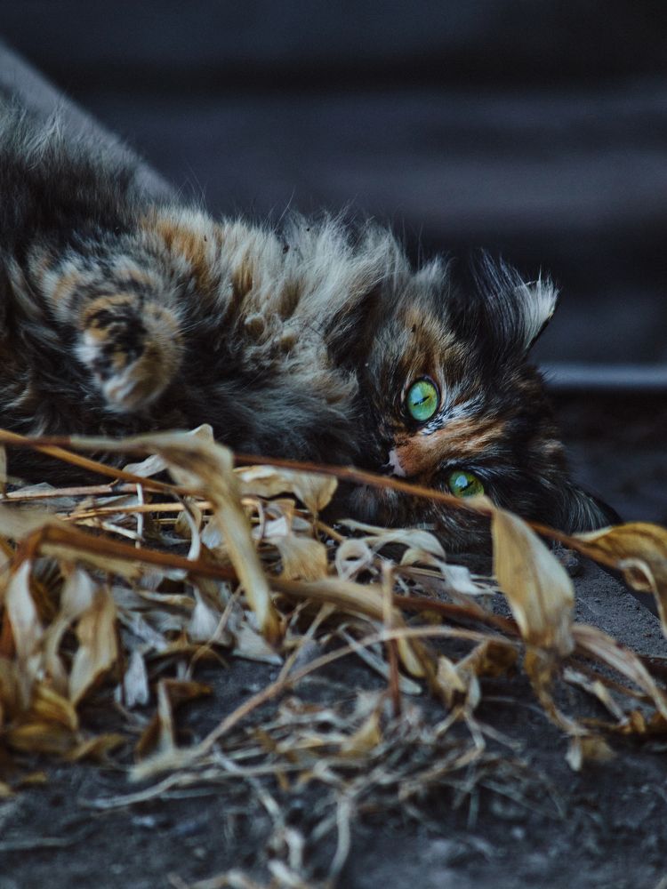 Photograph by Софья Гелевера