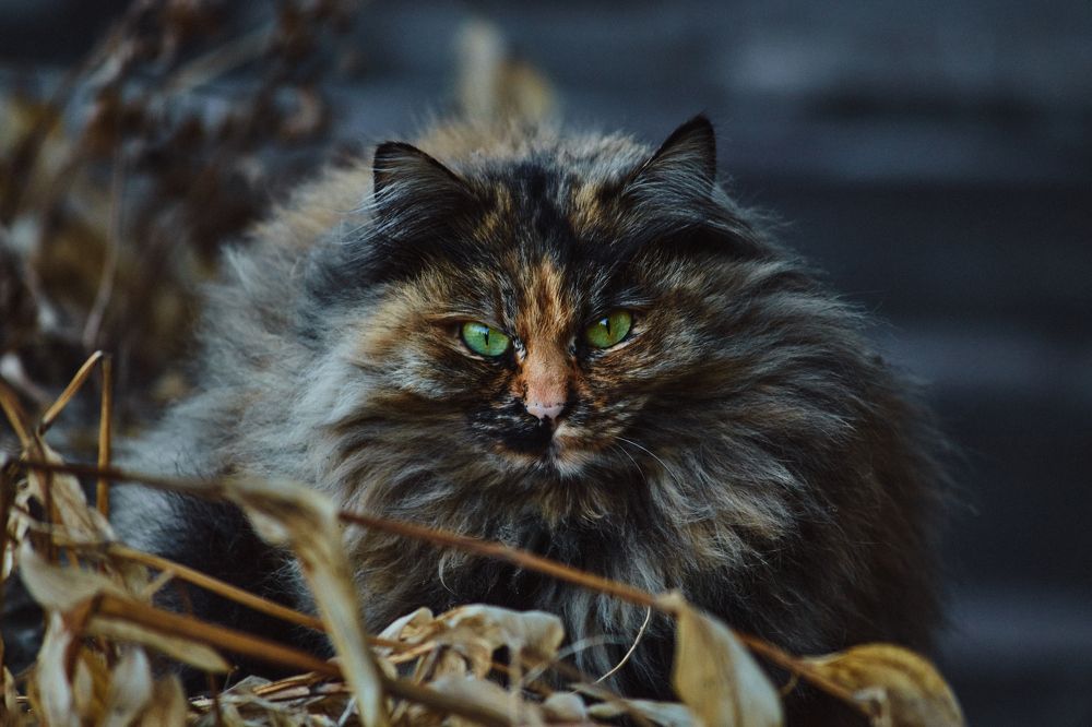 Photograph by Софья Гелевера