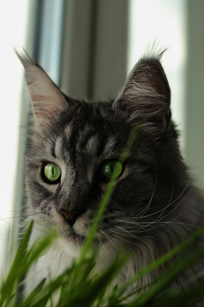 Зелёные глаза