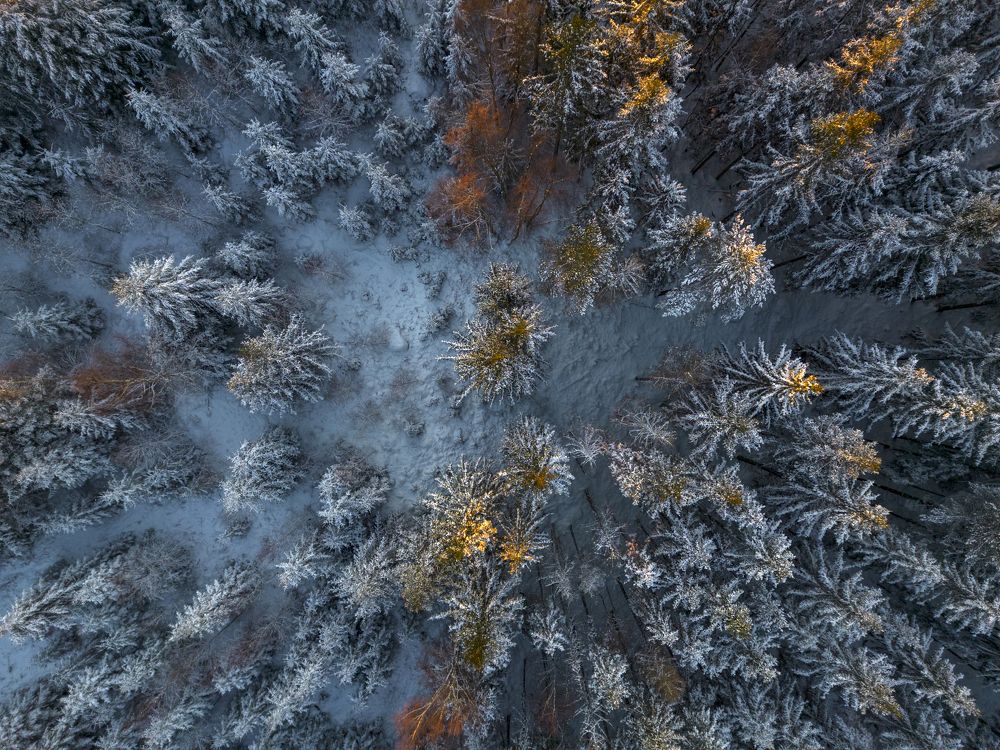 Sunkissed tree tops morning