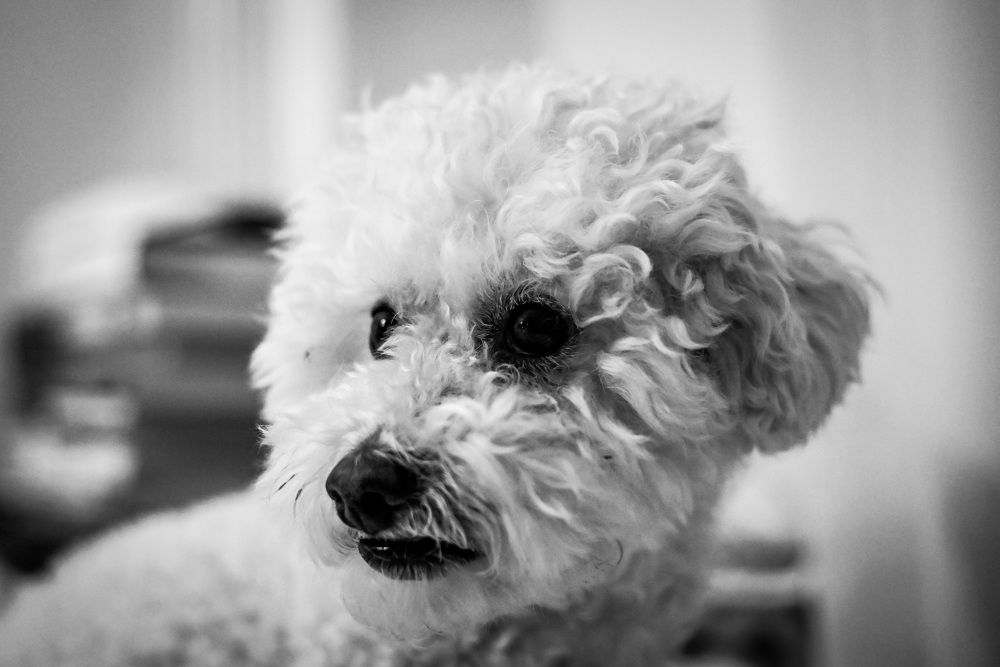 Фотография автора Ana Maria Monica Dragan