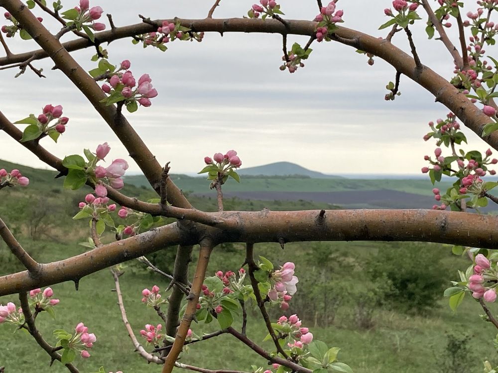 The spring of our hope. Весна надежды нашей.