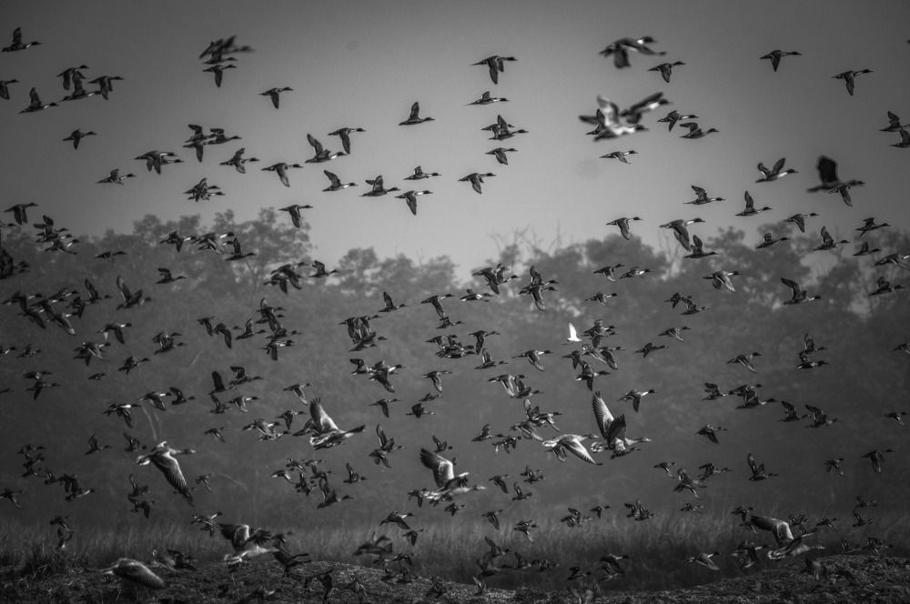 Фотография автора Dipayan Debbarma