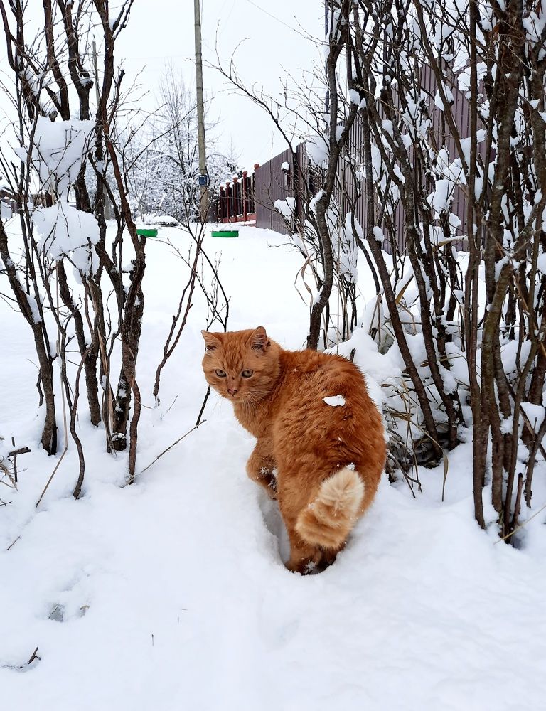 Photograph by Елена Симонова