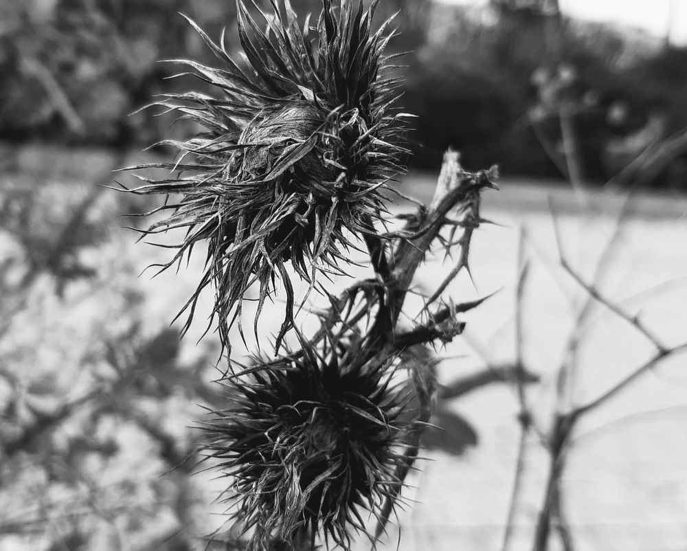 Photograph by Suzana Cakciri