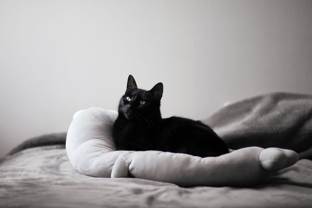 Фотография автора Мария Веселова