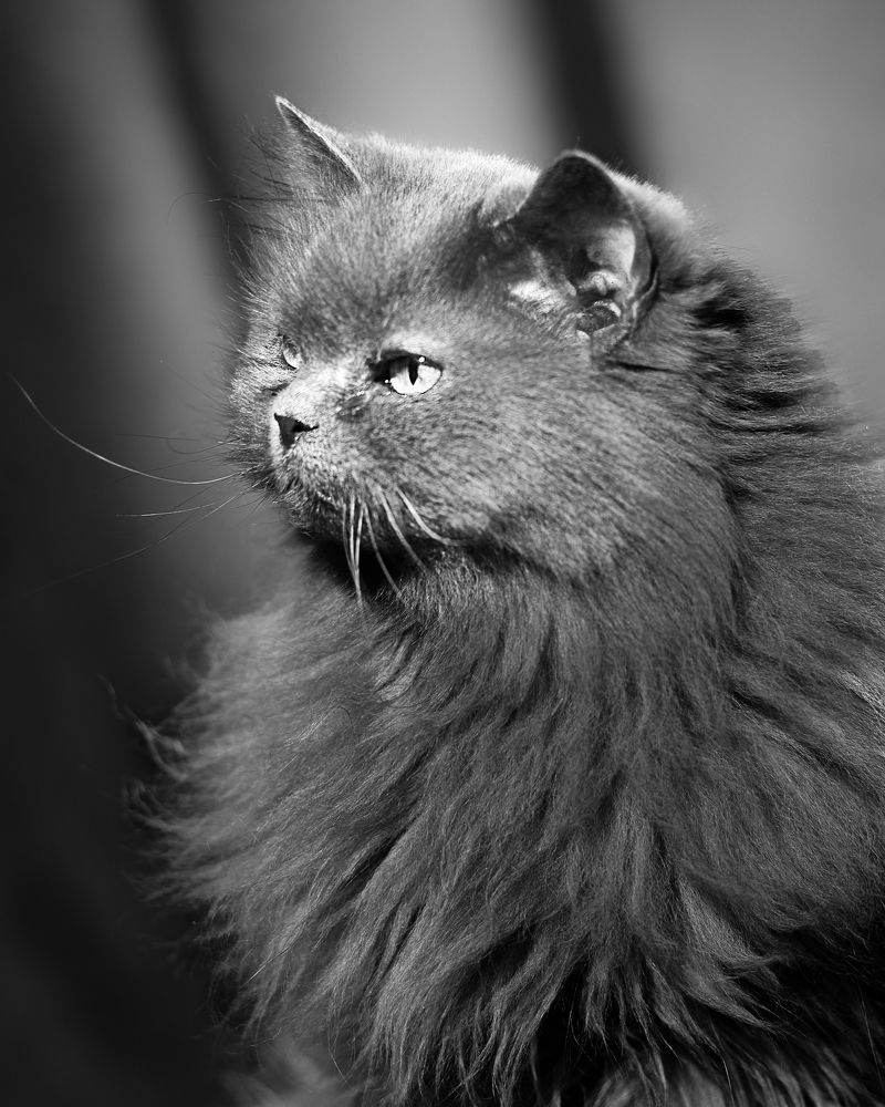 Photograph by Ольга Шибяева