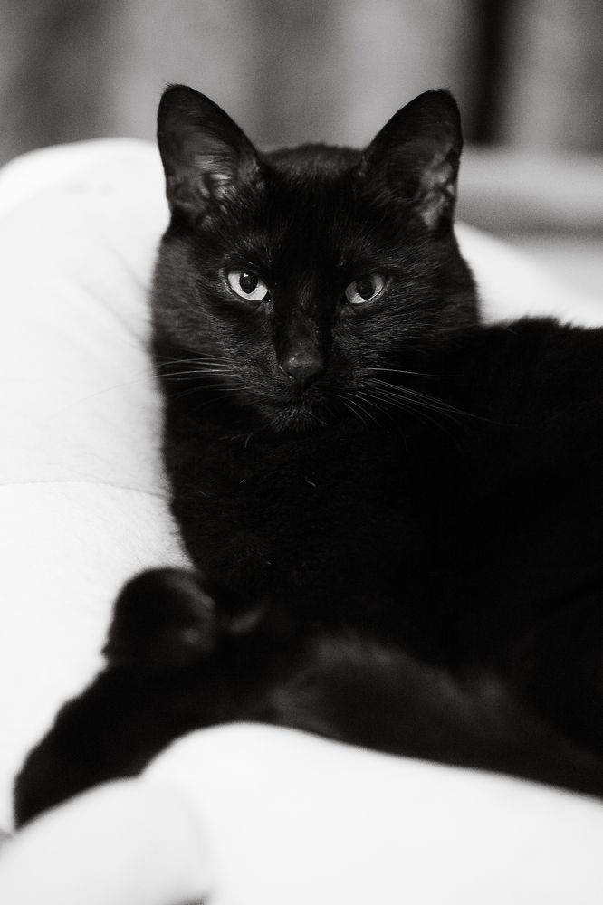 Фотография автора Мария Веселова