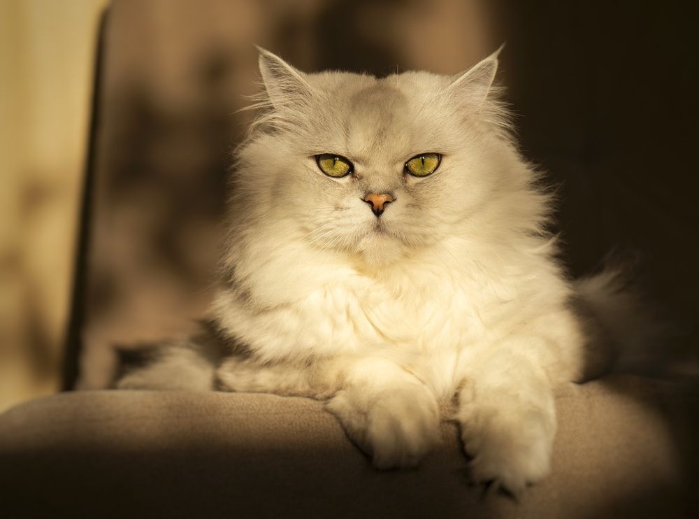 Photograph by Роман Достовалов