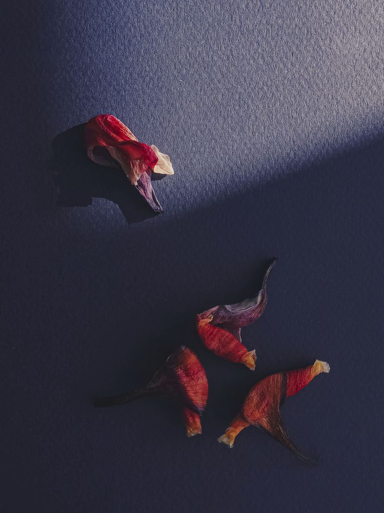 Photograph by Елена Брыкова