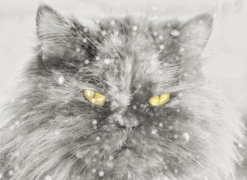 Photograph by Алексей Кроль