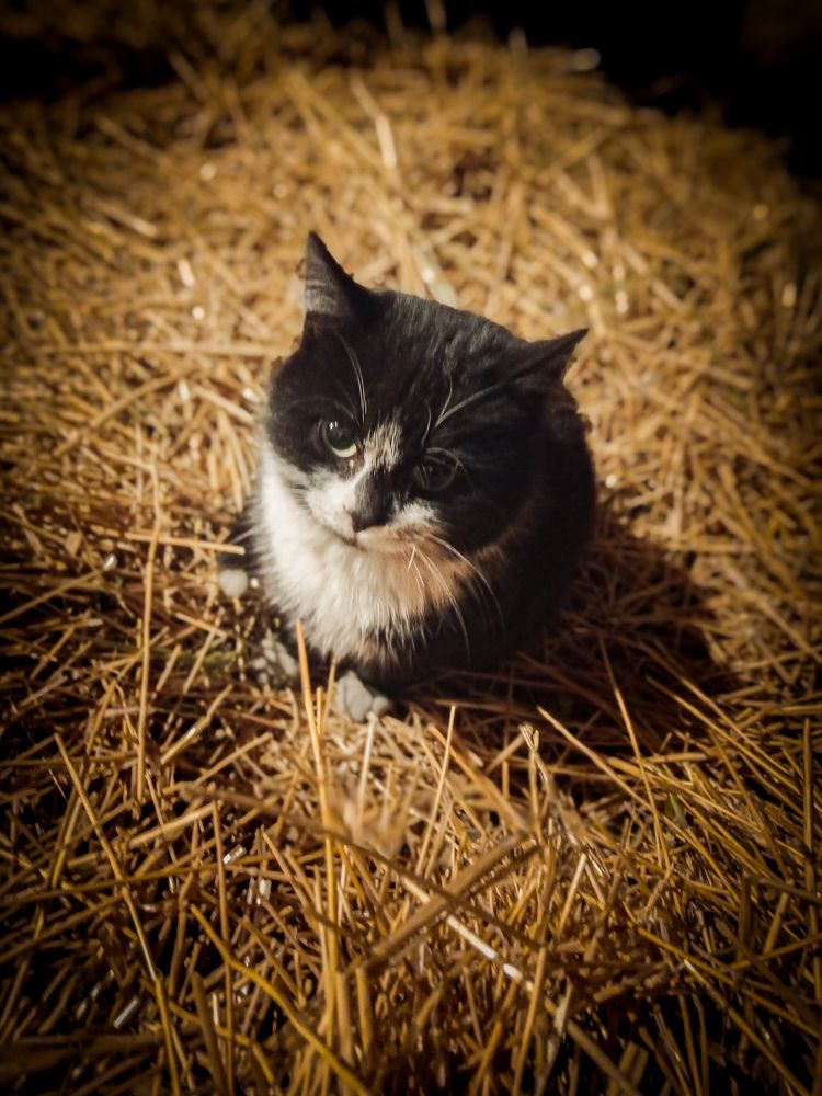 Фотография автора Данил Сорокин