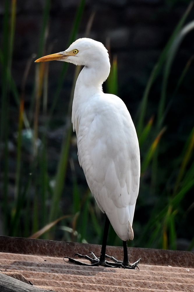 Фотография автора sujit kumar