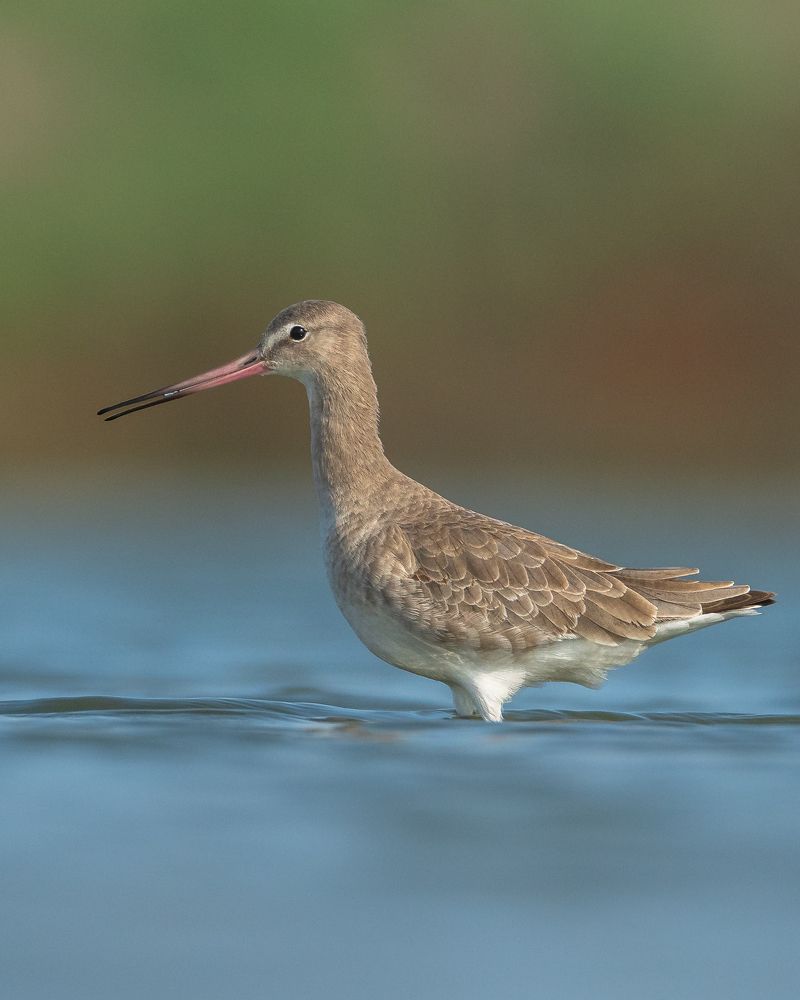 Photograph by Nandhini