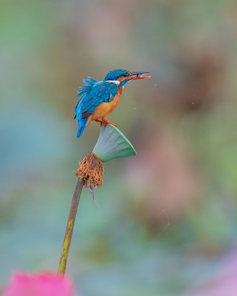 Photograph by Nandhini