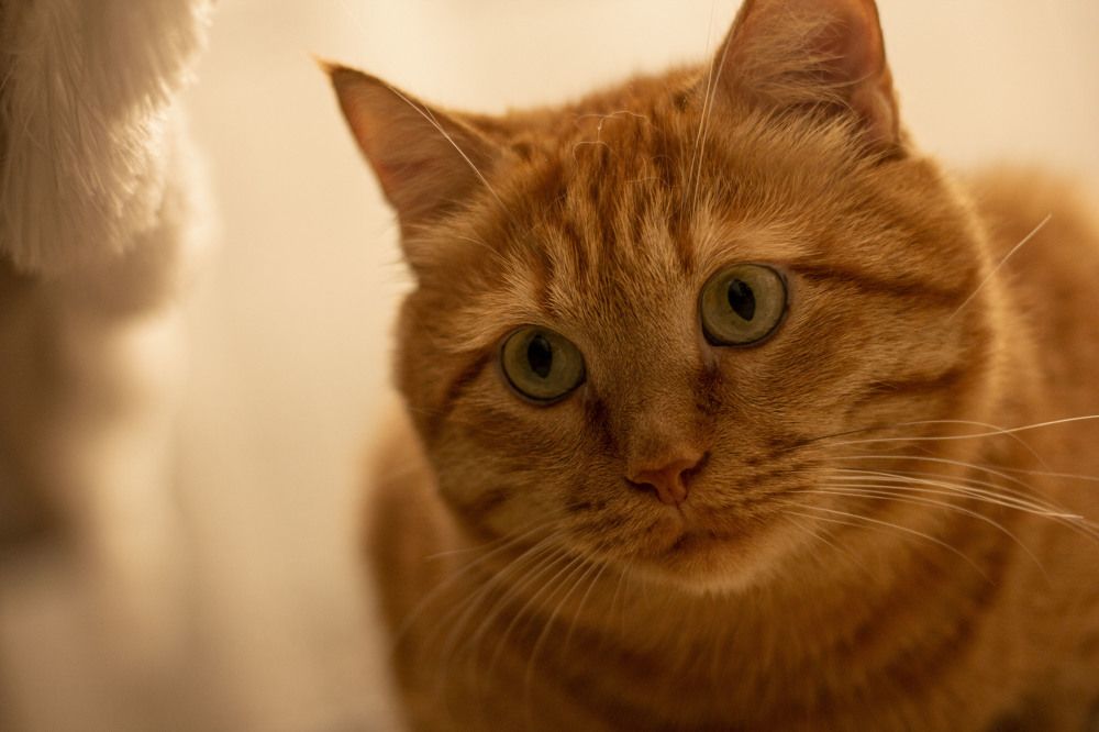 Photograph by Елена