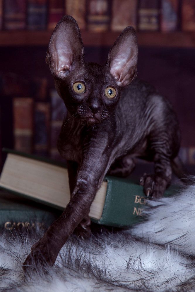 Photograph by Любовь Похабова