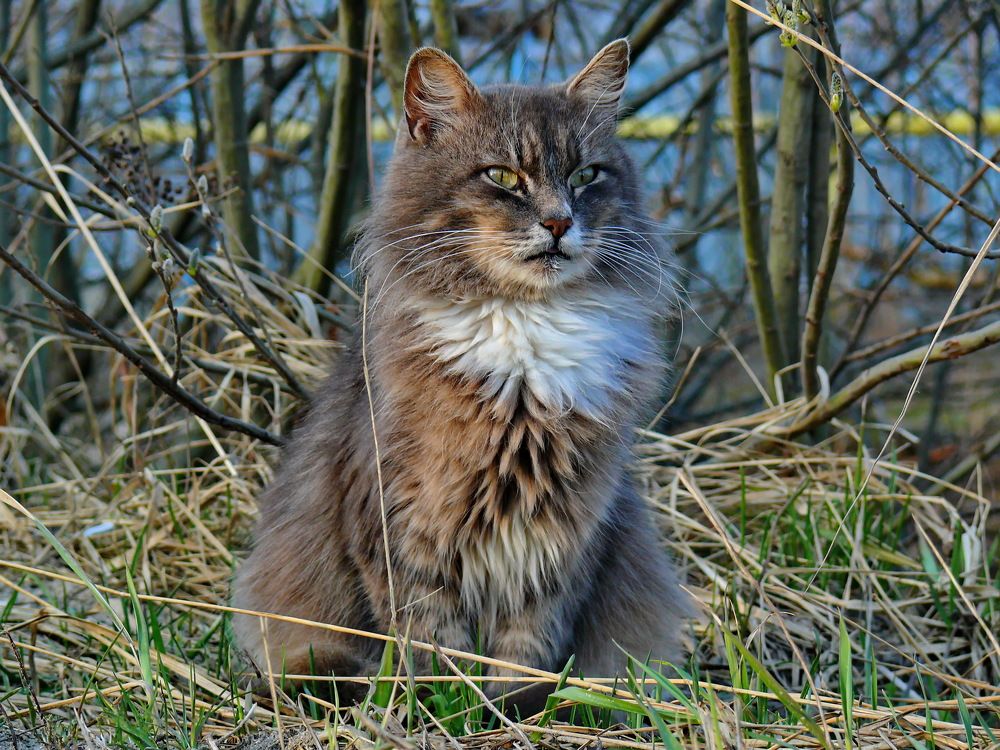 Фотография автора Анатолий Борисов